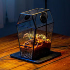 Glass Enclosure for Jumping Spiders