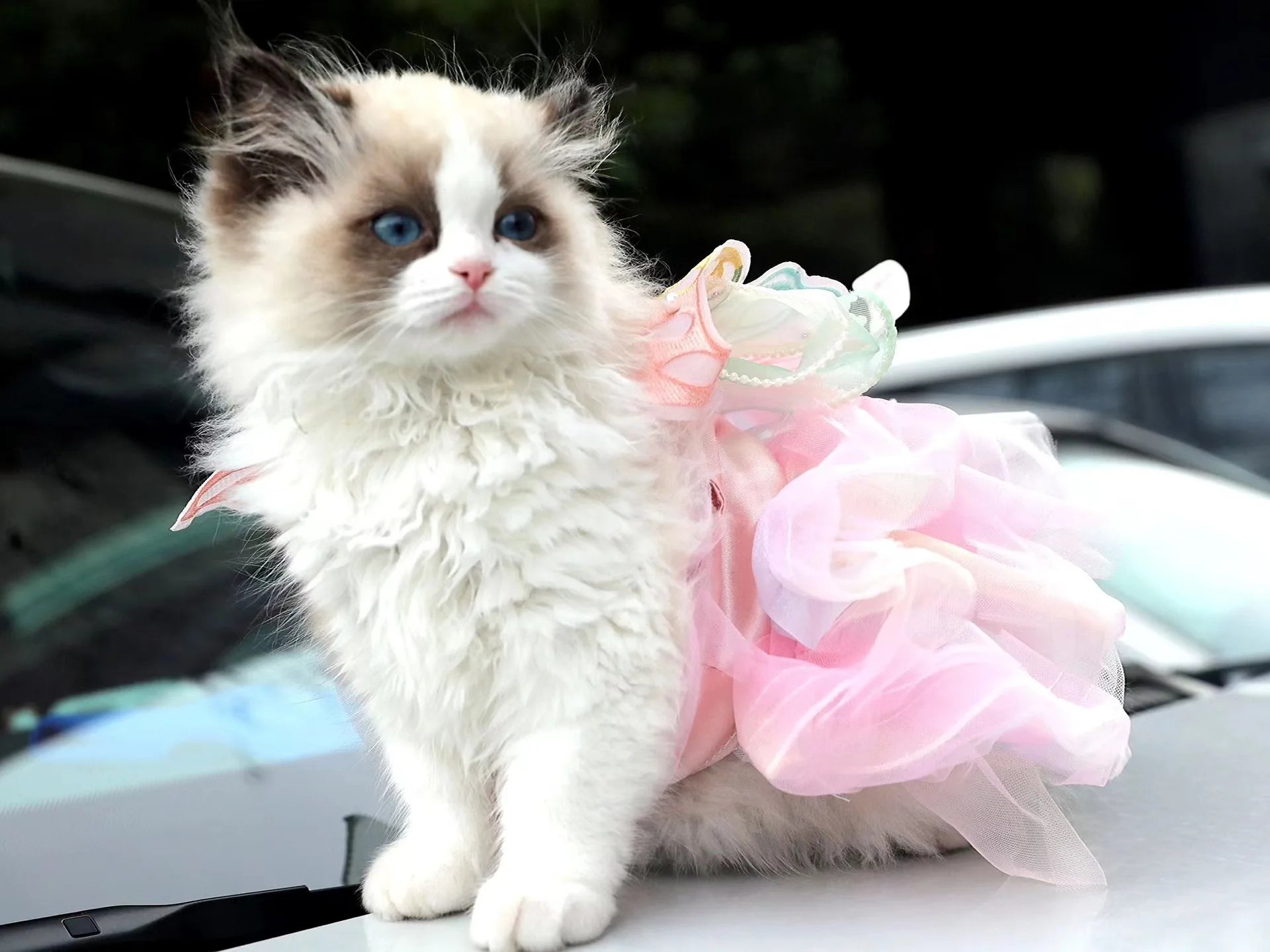 Dog/Cat spring princess Dress