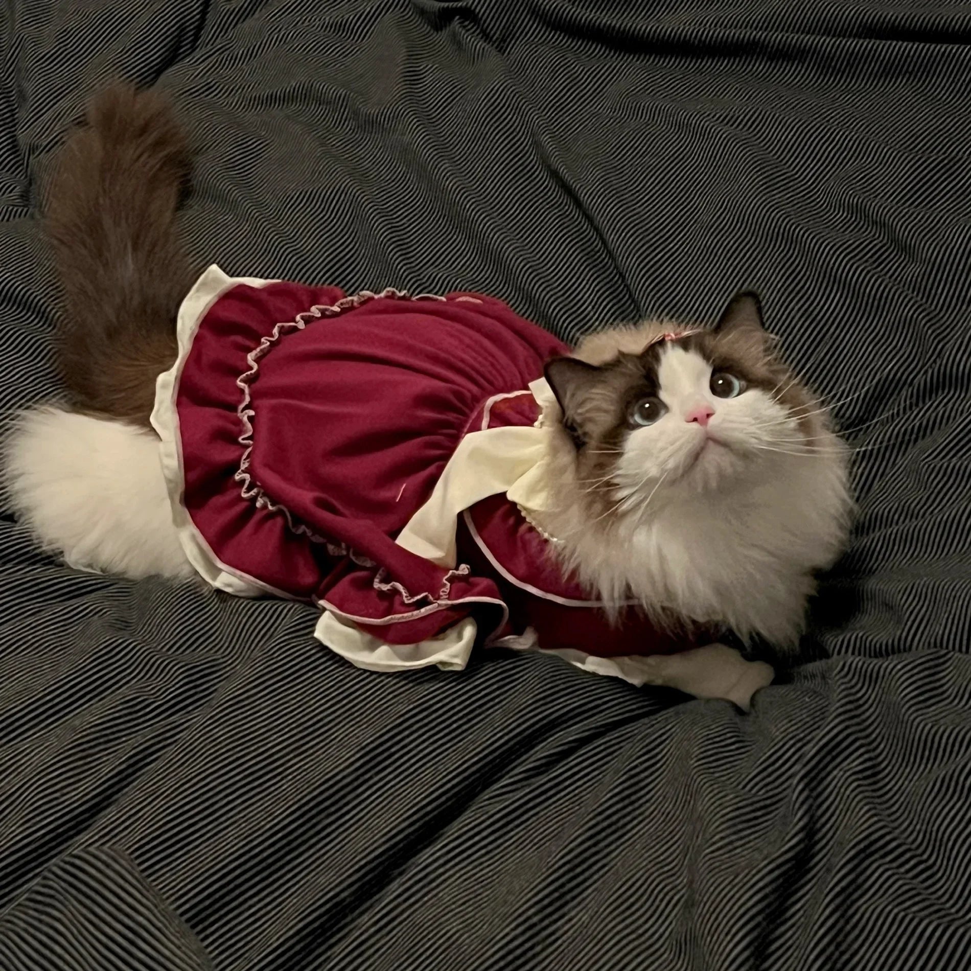 Cat Skirt Bow Princess