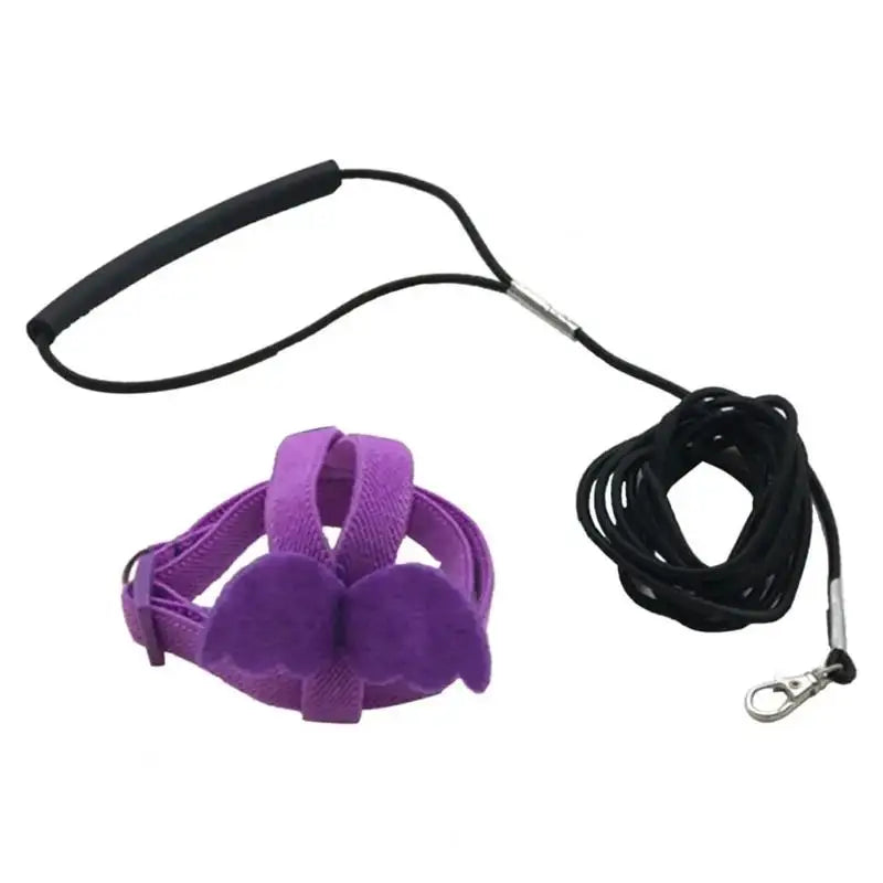 Bird Harness/Leash Training