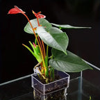 1PC Hydroponic Planting Cup
