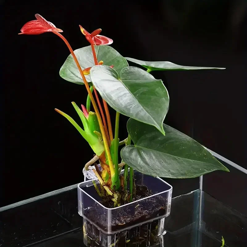 1PC Hydroponic Planting Cup