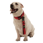 Short Dog Leash Traffic