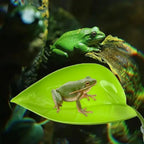 Frog Habitat Leaf Suction Cups