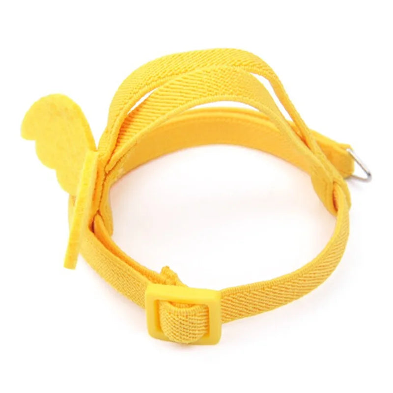 Bird Harness/Leash Training