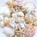 Conch Shell Mix Set Fish Tank