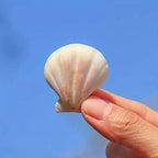 20pcs Pink and White Series Sea-Shells