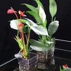 1PC Hydroponic Planting Cup