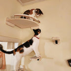 Cat Climbing Shelf, Wall Mounted