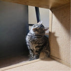 Wooden Cat Scratch Table