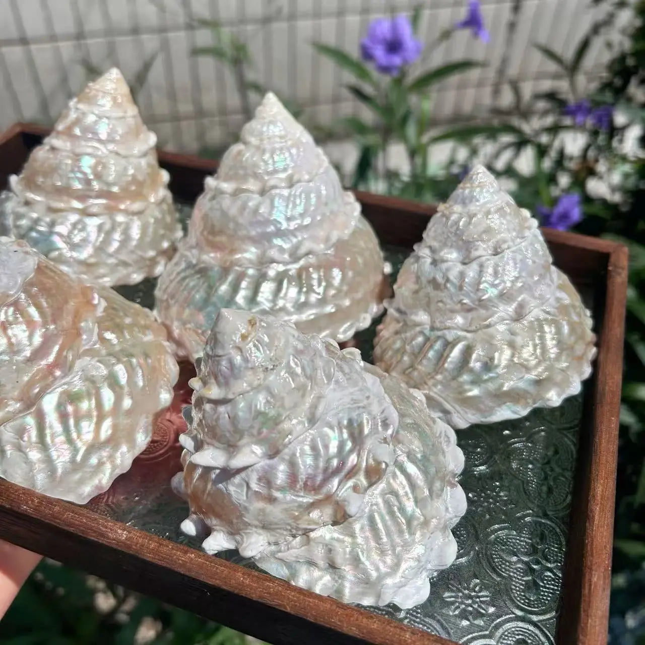 Polished Lace Tower Conch Shell