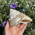 Polished Lace Tower Conch Shell