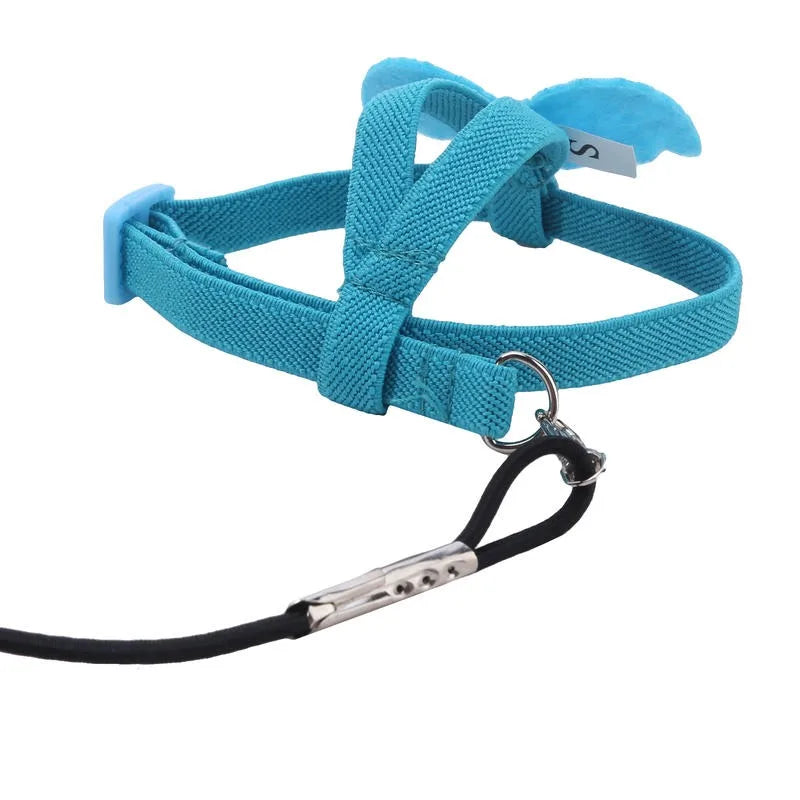 Bird Harness/Leash Training
