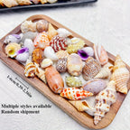 Mixed Sea Shells for Aquarium