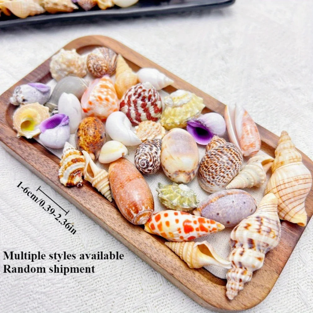 Mixed Sea Shells for Aquarium