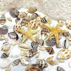 2 Boxes Sea Star and Shells