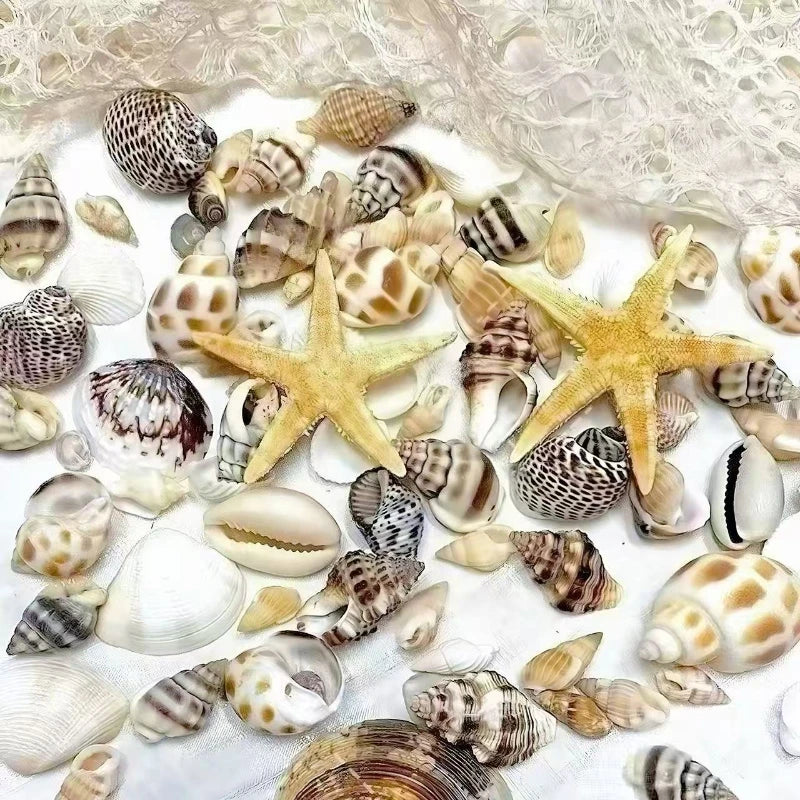 2 Boxes Sea Star and Shells