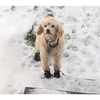 Dog Boots Waterproof Non-slip Sole