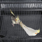 XL Bird Cage 63'' Open Play Top