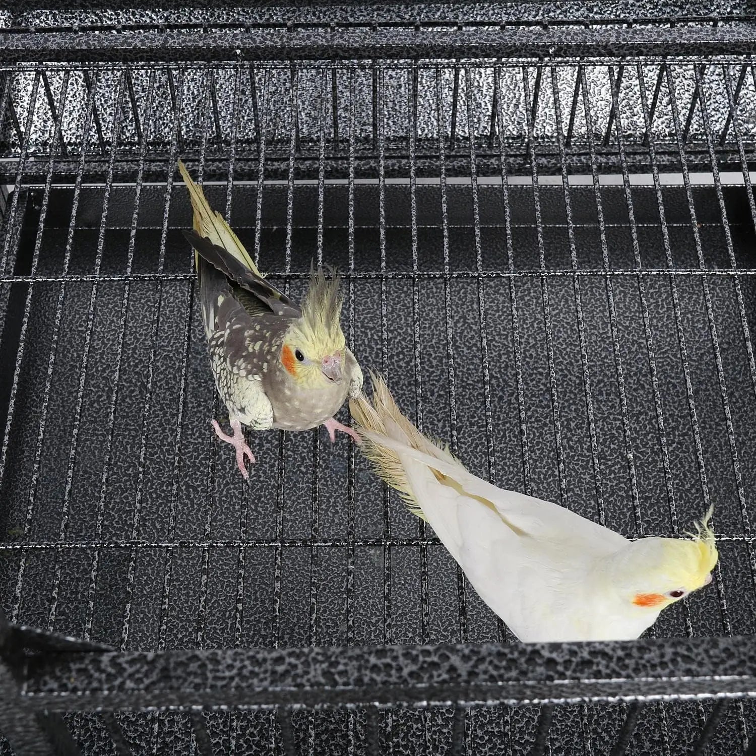 XL Bird Cage 63'' Open Play Top