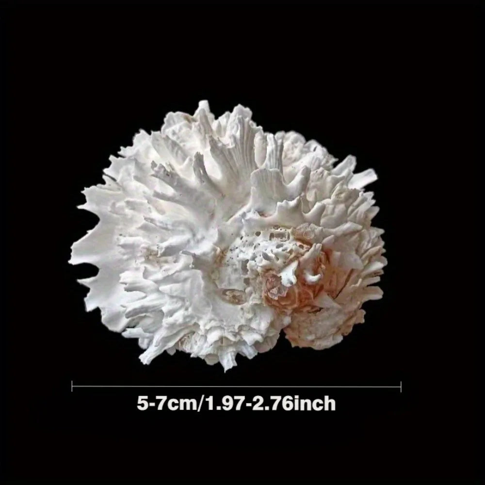 1pc Sea Chrysanthemum Shell Decor
