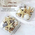 2 Boxes Sea Star and Shells