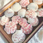 50Pcs Natural Pink Sea Shells