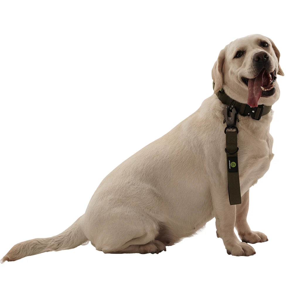 Short Dog Leash Traffic