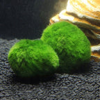 Live Aquarium Plant Algae