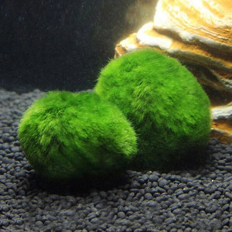 Live Aquarium Plant Algae