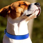Reflective Dog Collar Soft Padded