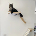 Cat Hammock and Stairway