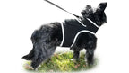 Get Realtime Pet Locations