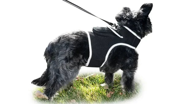 Get Realtime Pet Locations