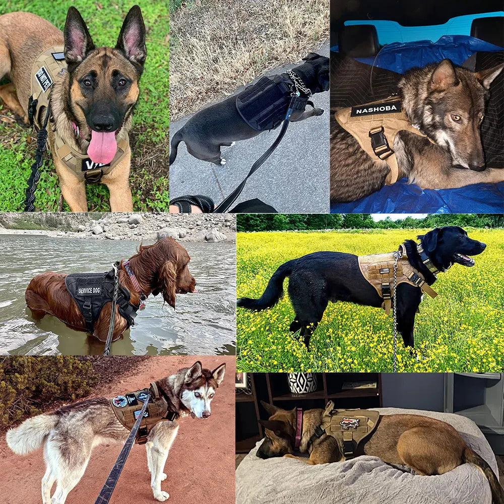 Large Dog Harness/Leash Set
