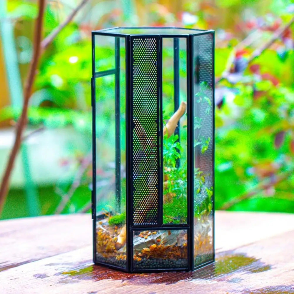 Small Glass Enclosure for Jumping Spiders