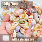 Mixed Sea Shells for Aquarium