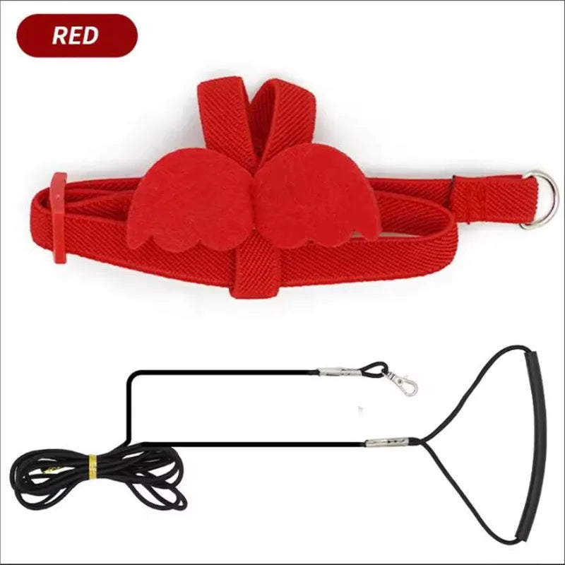 Bird Harness/Leash Training