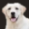 Professional Dog Grooming Electric Clipper