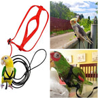 Bird Harness/Leash Activities