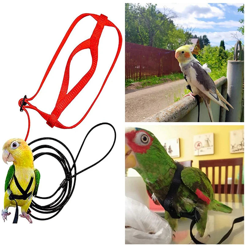 Bird Harness/Leash Activities