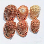 1pc Large Orange Red Conch Shell
