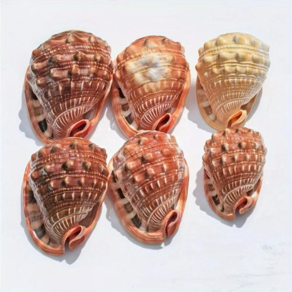 1pc Large Orange Red Conch Shell