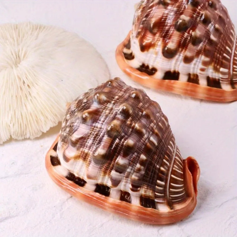 1pc Large Orange Red Conch Shell