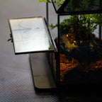 Glass Enclosure for Insect, Jumping Spiders