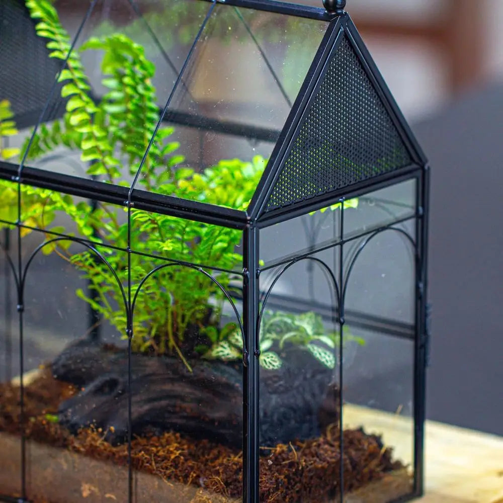 Glass Enclosure for Insect, Jumping Spiders