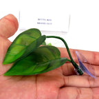 Betta Fish Leaf Hammock